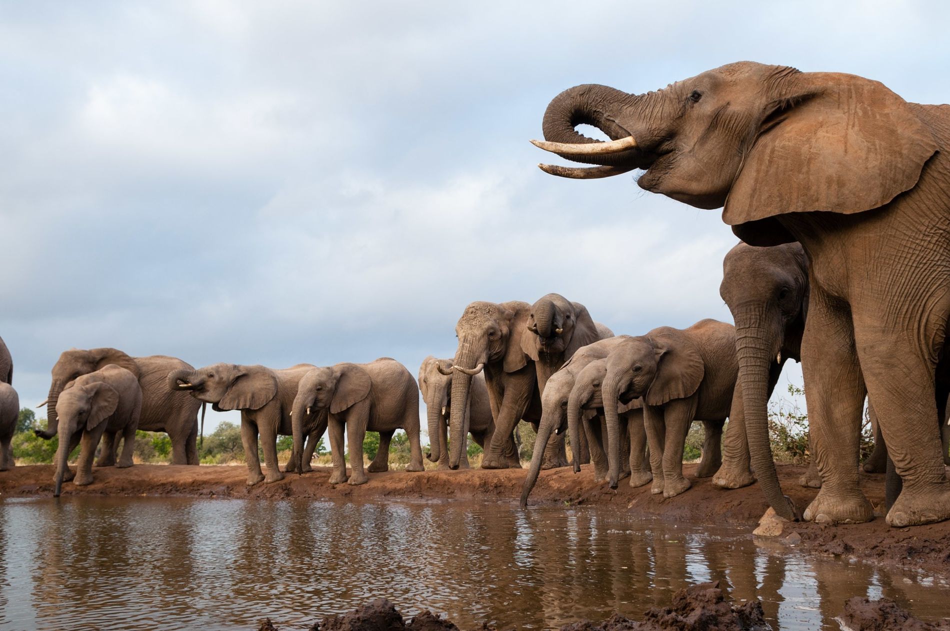 elephant-death-botswana-nationalgeographic_1581979